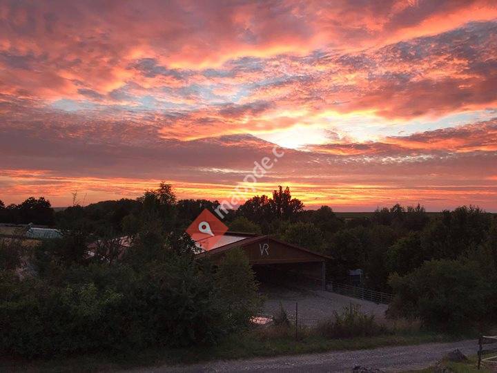Vineyard Ranch Reining & Working Cowhorses