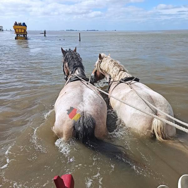 Wattwagen Fock - Wattwagenfahrten nach Neuwerk