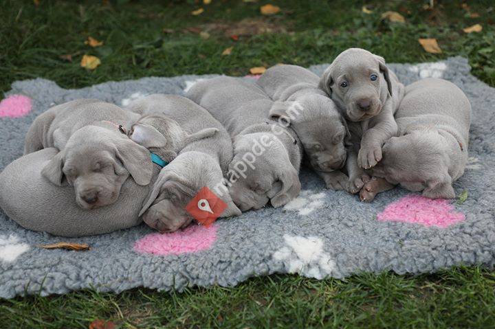 Weimaraner Deckrüden