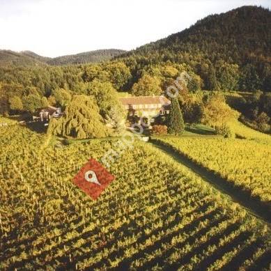 Weingut Nägelsförst