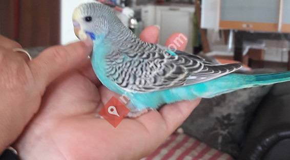 Wellensittichzucht Dorit Meißner