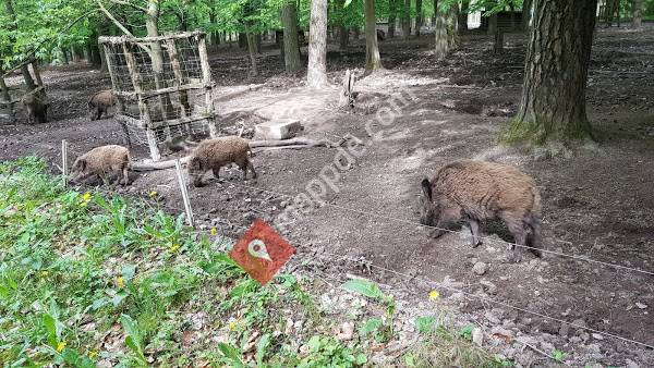 Wildpark